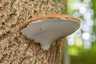 Deres tapló (Ganoderma applanatum), Börzsöny